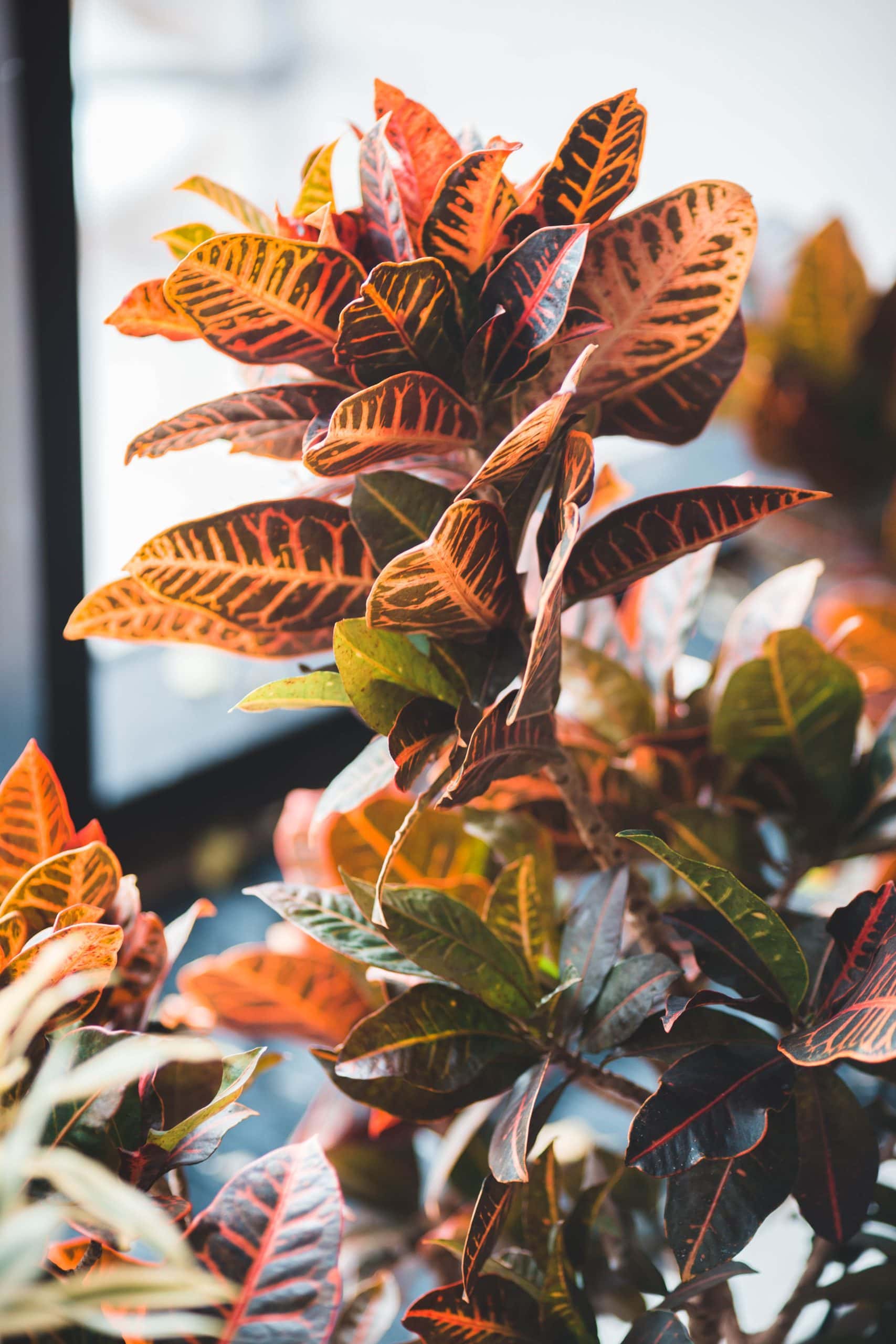 Croton