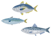 青魚