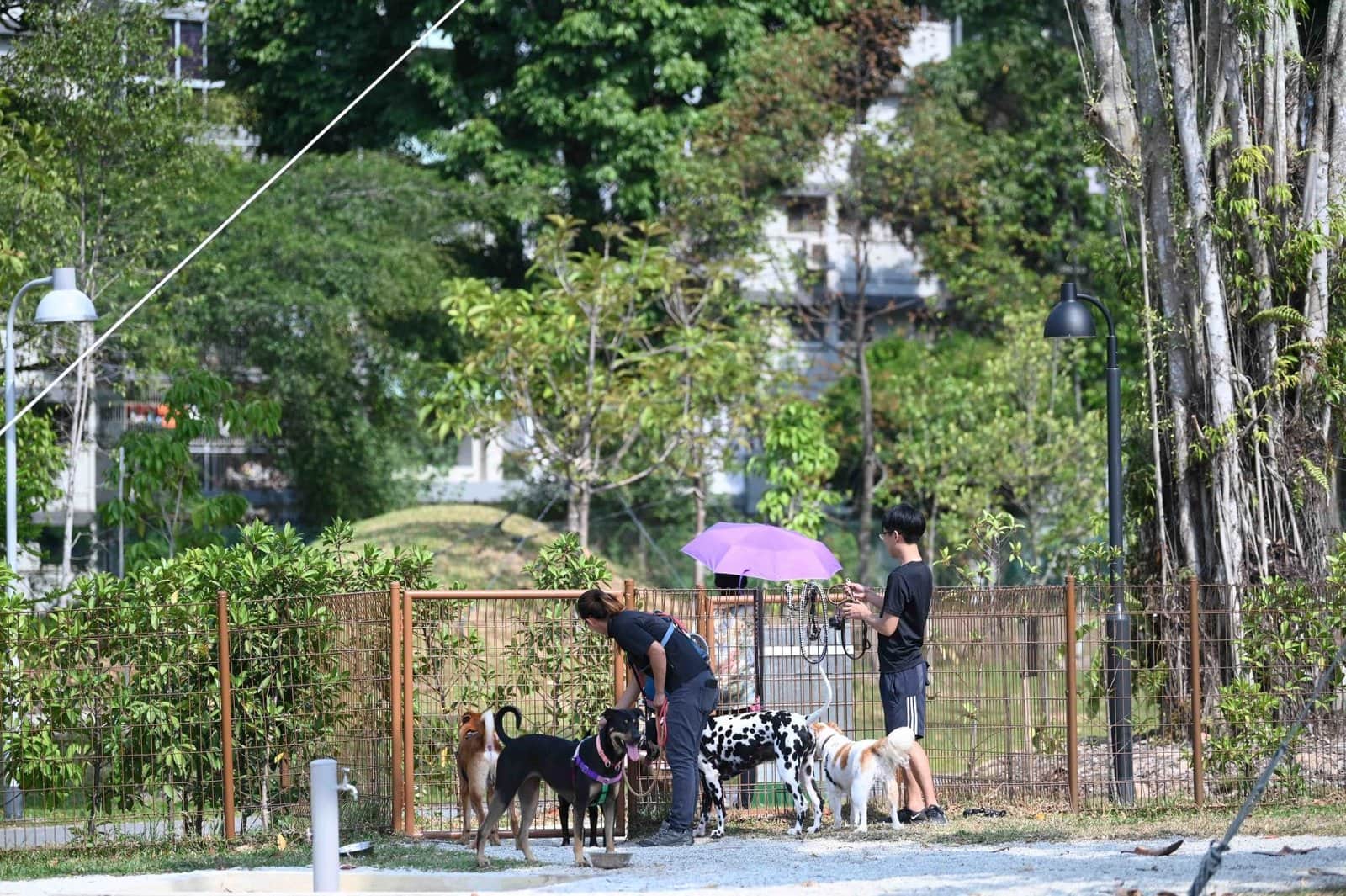 JurongLakeGardensDogRun (NParks) - 2025