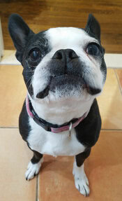 Mable, Dr. Tina's dog