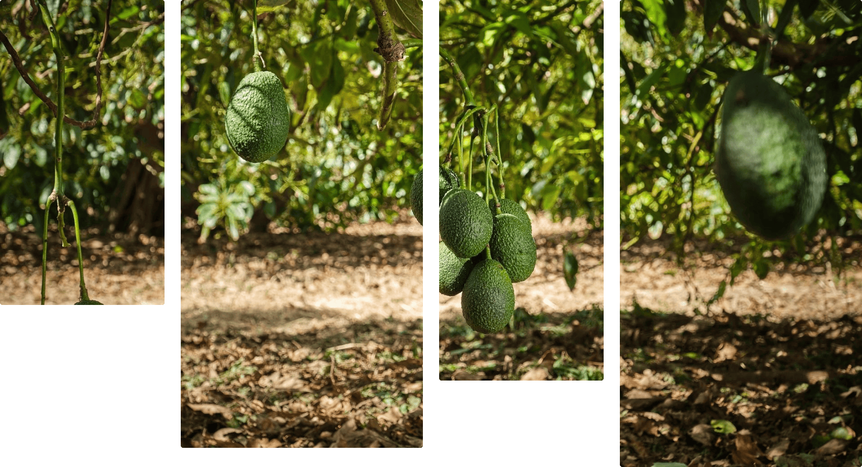 comercialización del aguacate