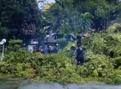 Waspada Pohon Tumbang di Makassar, Warga Diminta Hubungi DLH Lewat Nomor 112