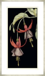 Graphic Fuchsia V - 10cm Mount Board Med. Box Champagne