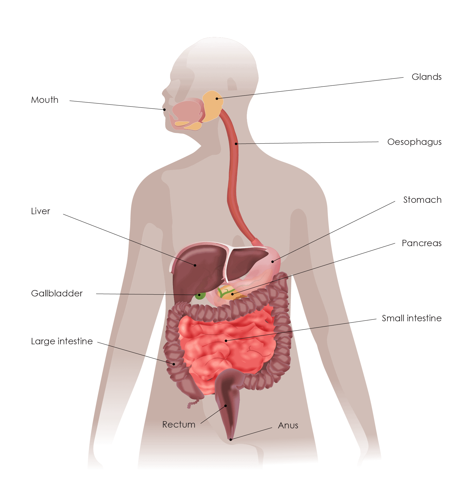 Digestive system