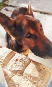 Como curar moquillo en perros