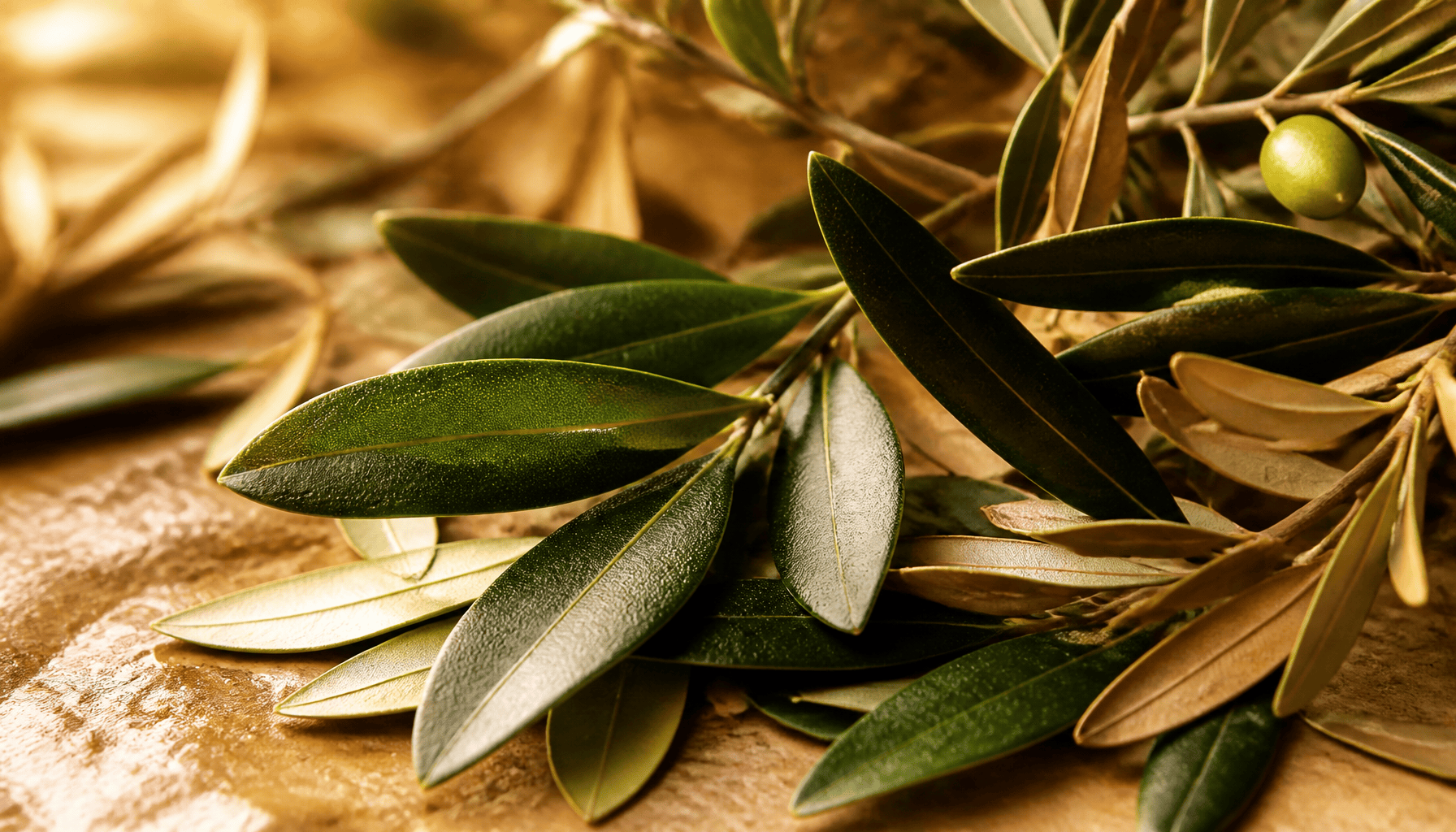 Feuille d&rsquo;olive : bienfaits, composition et comment bien l&rsquo;utiliser