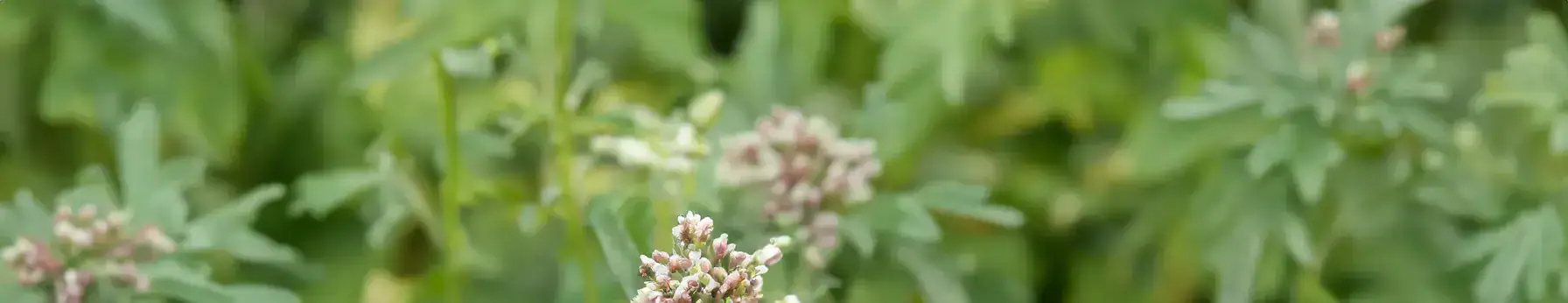 mugwort scent in fragrance