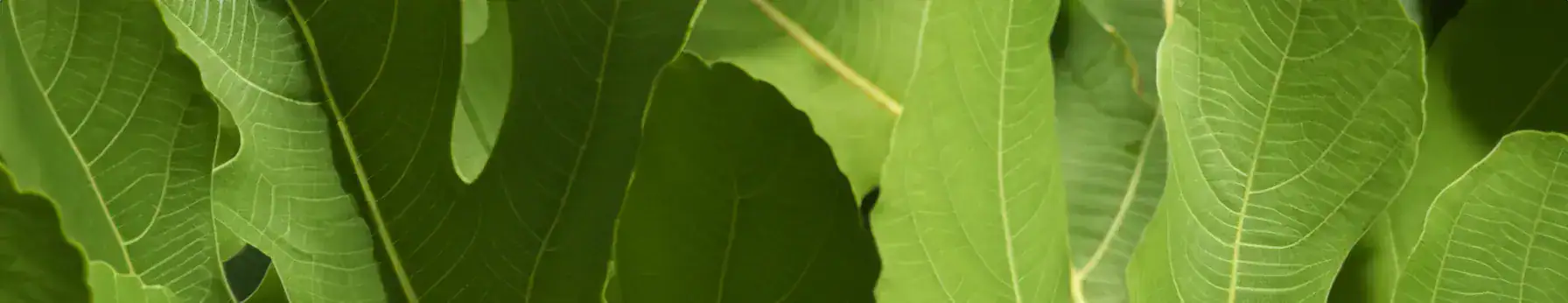 the allure of fig leaf in perfumery nature’s green elegance