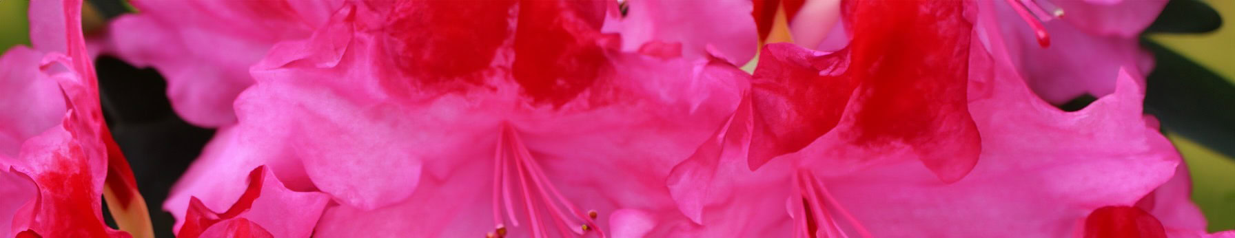 rhododendron in perfumes