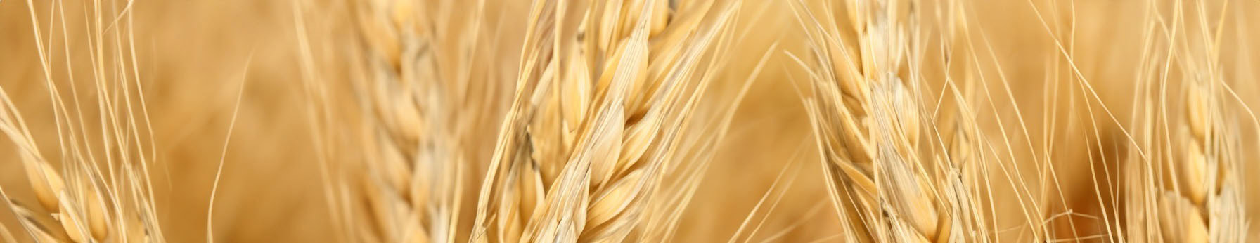 wheat in perfumes