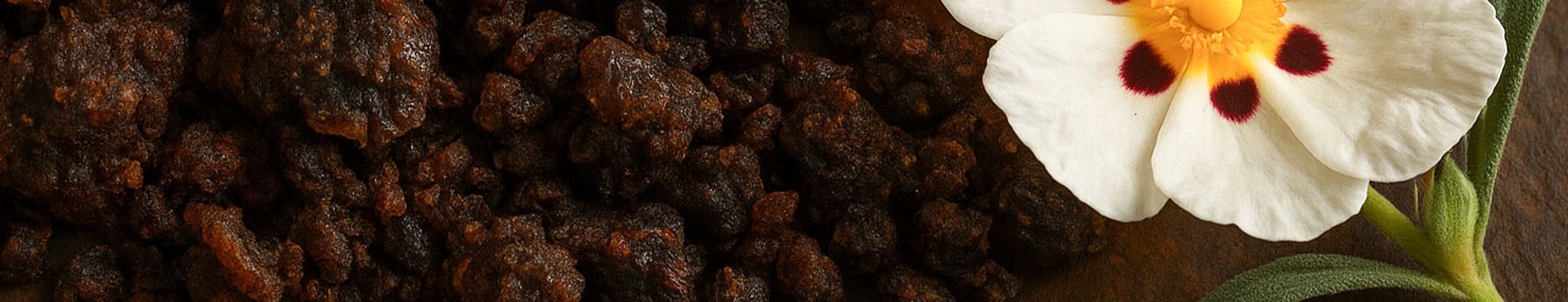 labdanum resin in perfume