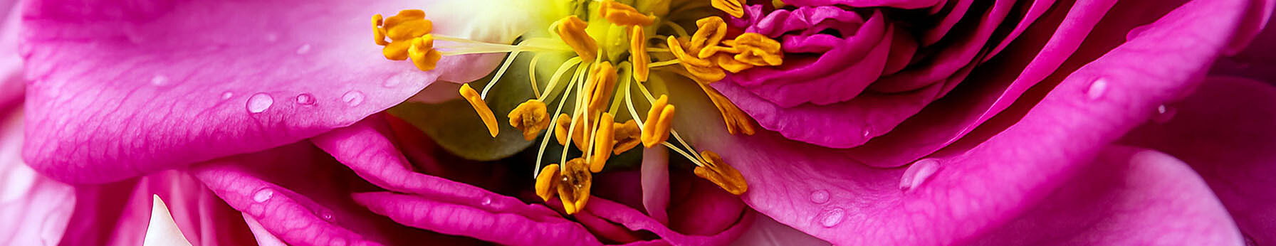 Floral perfumes and fragrance families with rose and jasmine