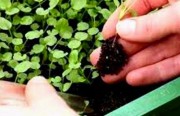 посадка петунии семенами