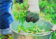 приготовить стимулятор роста растений из крапивы