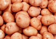 качественный семенной картофель