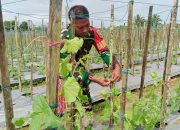 Babinsa Koramil 02/Timika Komsos Serta Bantu Petani Rawat Tanaman Melon