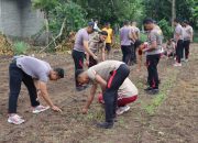 Dukung Swasembada Pangan, Polresta Tidore Menanam 8.000 Jagung