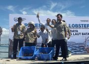 Wapres Dukung Replikasi Budidaya Lobster di Seluruh Indonesia