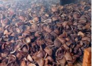 Harga Kopra di Halmahera Utara Masih di Angka Rp 14 Ribu per Kilogram