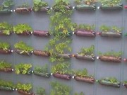 выращевание огурцов в пластиковых бутылках фото вертикальных грядок