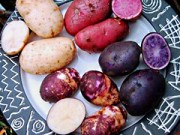 семенной картофель гибридные сорта
