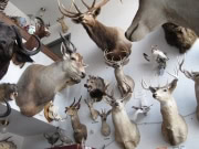 alaska_13_-_penny5384