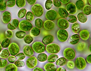 ciri habitat chlorella dan peranan untuk kehidupan masa depan