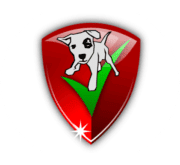 insured and boned dog walking service