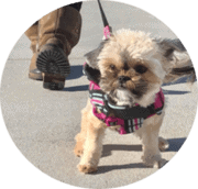 small dog walking with harness