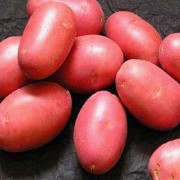 картофель ред скарлет
