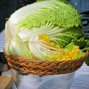 выращивание пекинской капусты в домашних условиях