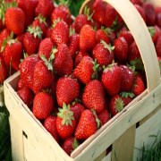 лучшие сорта позднеспелой клубники