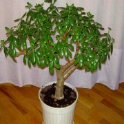 суккуленты денежное дерево крассула