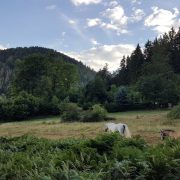 Idylle im Thüringer Wald