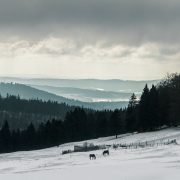 Winteridyll im Thüringer Wald