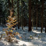 Herbstfarben und Schnee im Thüringer Wald
