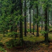 Herbst im Nadelwald