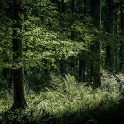 Lichtflecken im Wald