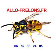 La scolie des jardins, Megascolia maculata logo carre - La scolie des jardins, Megascolia maculata