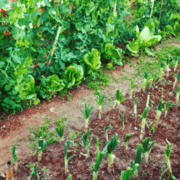 Why I Built A Survival Garden in My Backyard
