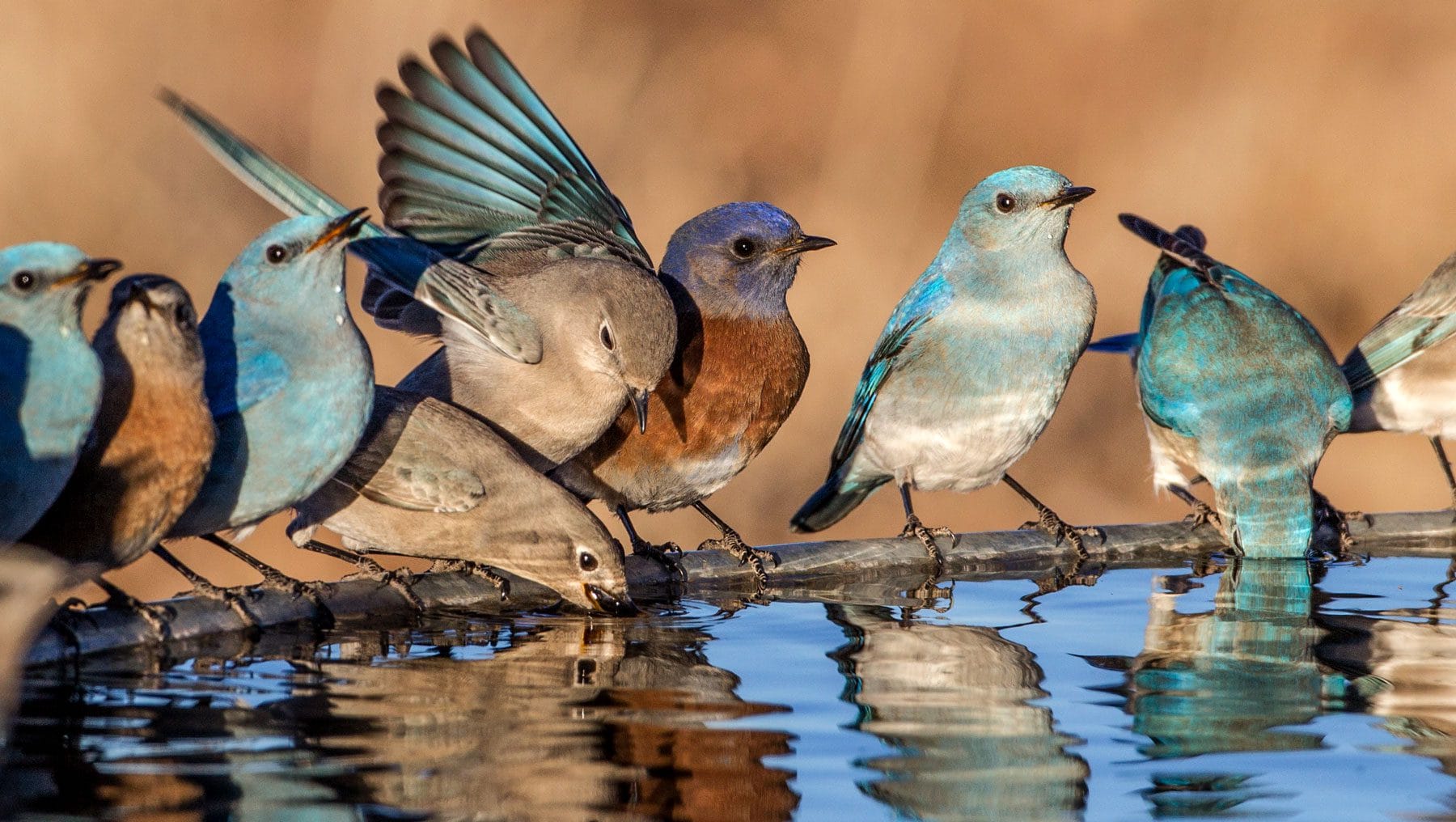 How to Attract Birds Without Harming Them