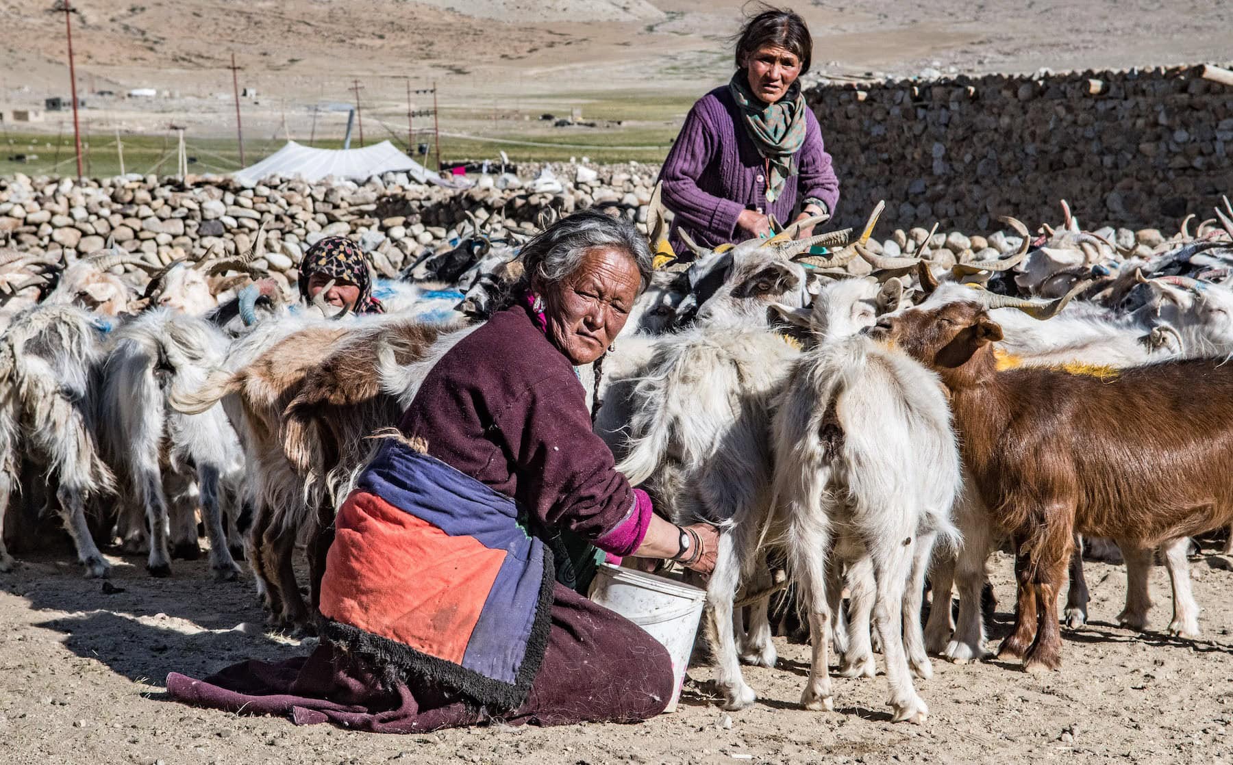 Pashmina-Goat-Herders