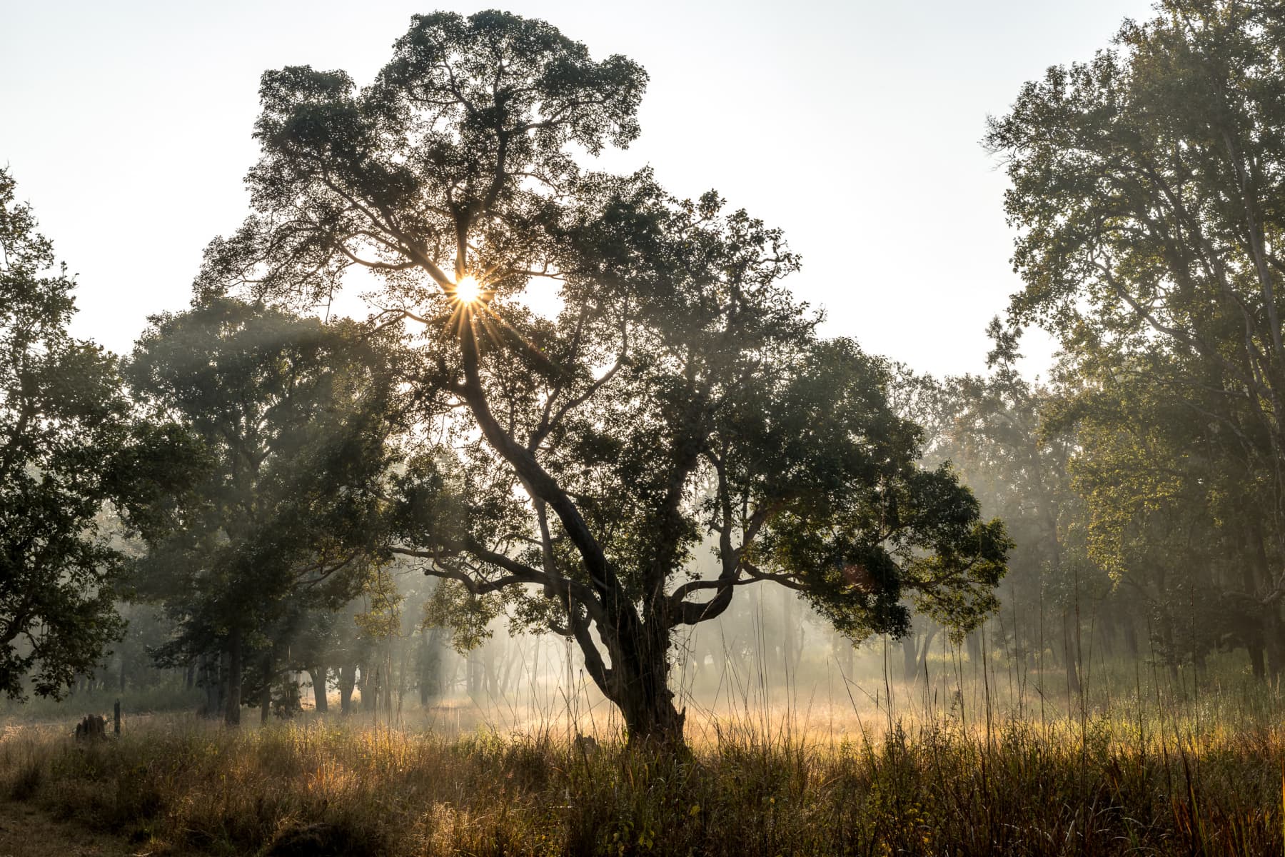 India, Kanha National Park
