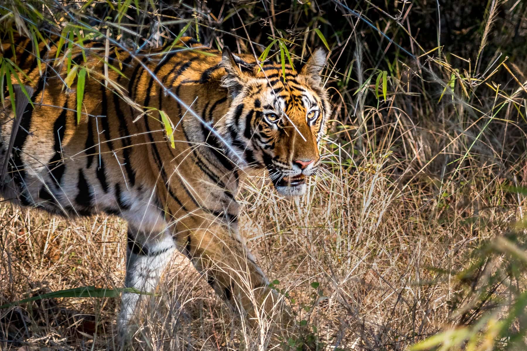 Tiger in Bhandavgarh National Park