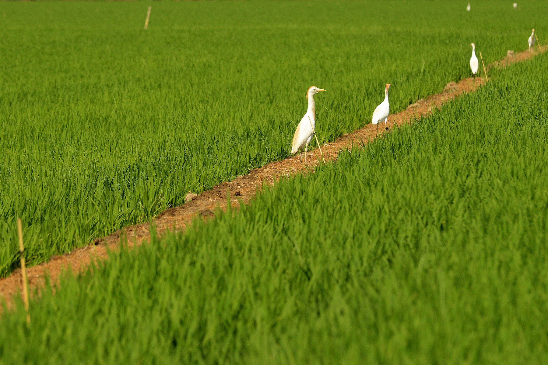 Egrets in a rice paddy field at Fruto Farmers