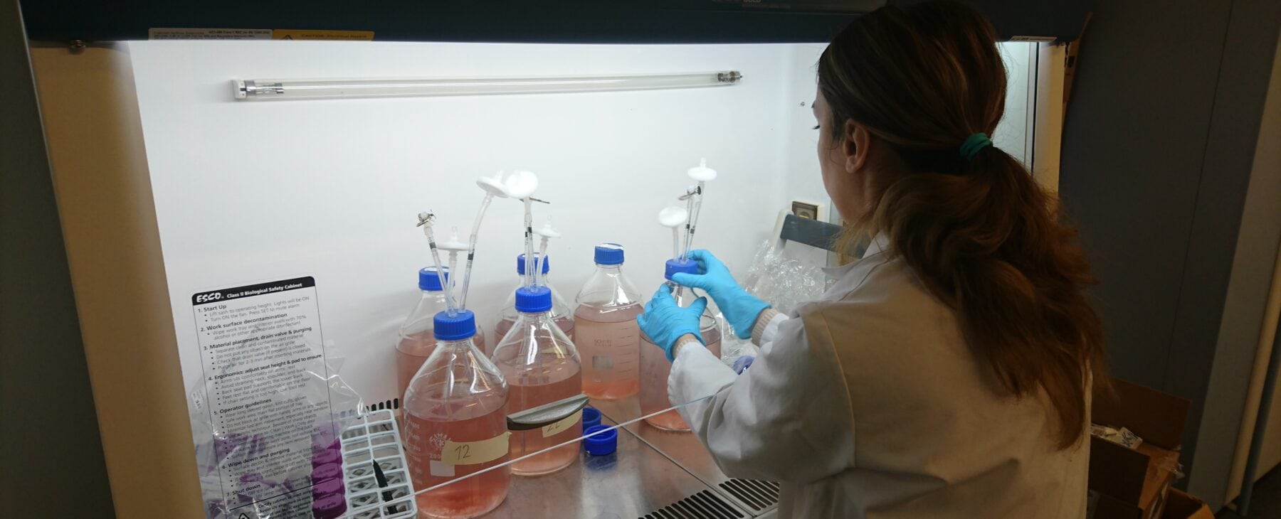 Researcher working under laminar hood.