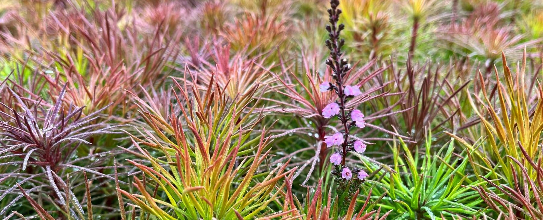 Hardy tree plants and a small heather plant.