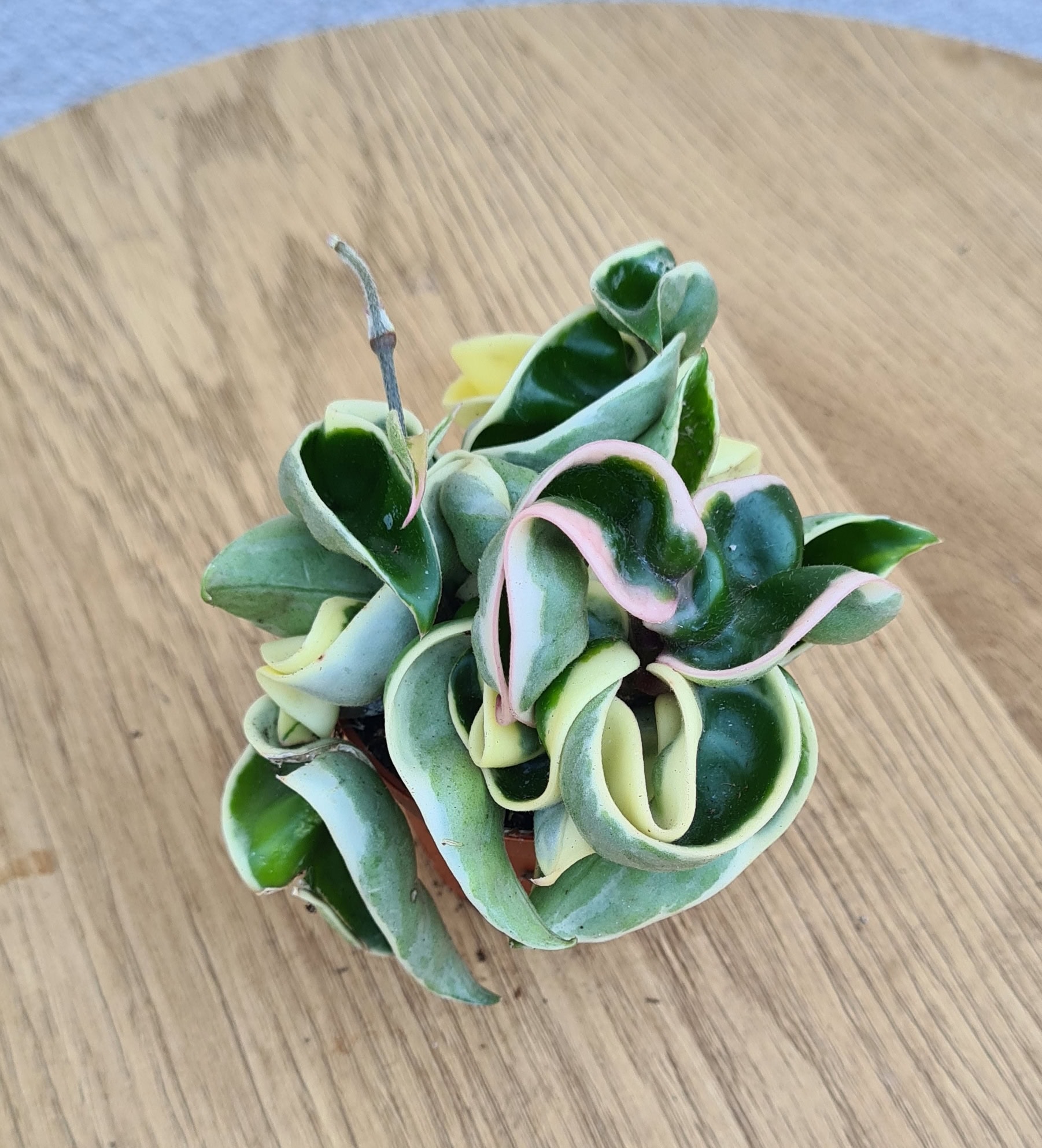 Hoya compacta variegata w doniczce