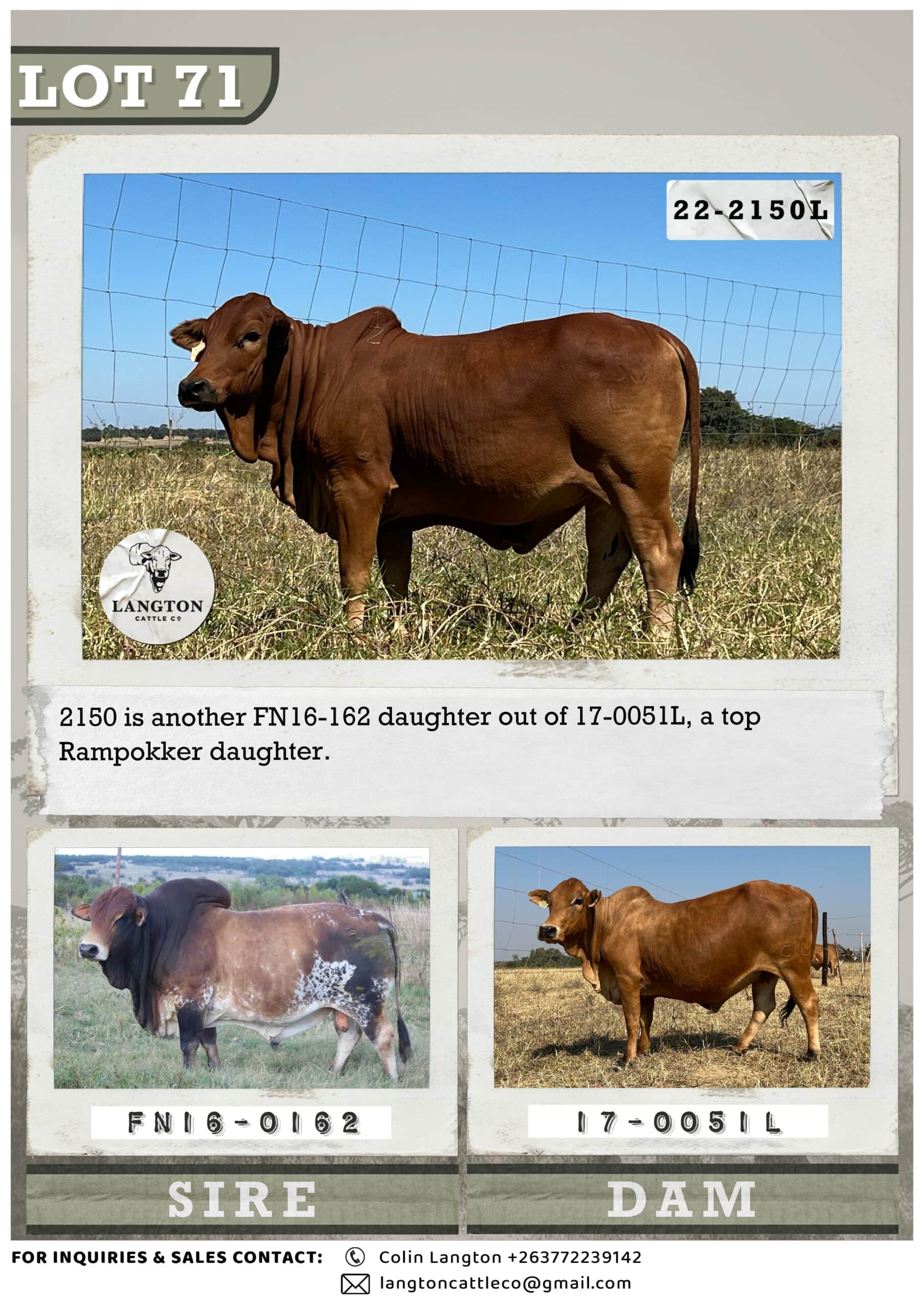 LOT 71 - 2150 catalogue 1
