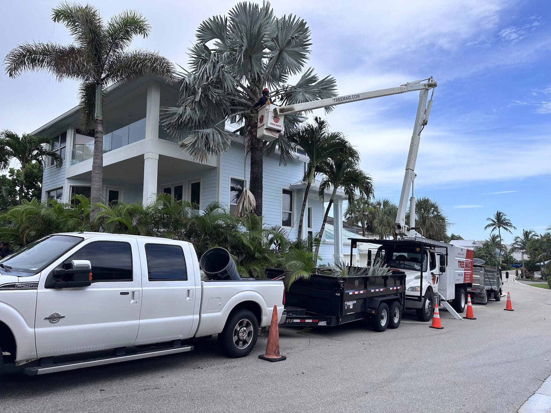 Palm Beach County Palm trimming, tree removal, and tree maintenance for commercial and residential properties by Tree Maid Tree Care